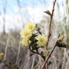 Acacia gunnii (Ploughshare Wattle) at Mount Majura - 5 Sep 2014 by AaronClausen