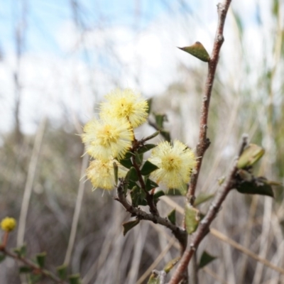 Acacia gunnii (Ploughshare Wattle) at Mount Majura - 5 Sep 2014 by AaronClausen