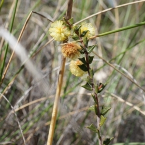 Acacia gunnii at Canberra Central, ACT - 5 Sep 2014