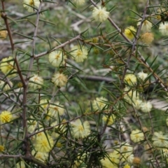 Acacia ulicifolia (Prickly Moses) at Mount Majura - 5 Sep 2014 by AaronClausen