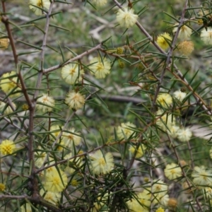 Acacia ulicifolia at Canberra Central, ACT - 5 Sep 2014 12:57 PM