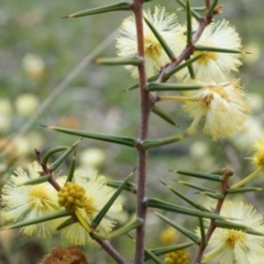 Acacia ulicifolia at Canberra Central, ACT - 5 Sep 2014 12:57 PM