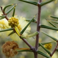 Acacia ulicifolia at Canberra Central, ACT - 5 Sep 2014