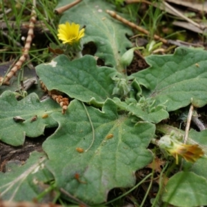 Cymbonotus sp. (preissianus or lawsonianus) at Majura, ACT - 5 Sep 2014 11:56 AM