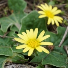 Cymbonotus sp. (preissianus or lawsonianus) (Bears Ears) at Mount Majura - 5 Sep 2014 by AaronClausen