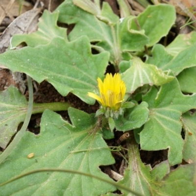 Cymbonotus sp. (preissianus or lawsonianus) (Bears Ears) at Canberra Central, ACT - 5 Sep 2014 by AaronClausen