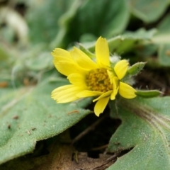 Cymbonotus sp. (preissianus or lawsonianus) (Bears Ears) at Canberra Central, ACT - 5 Sep 2014 by AaronClausen