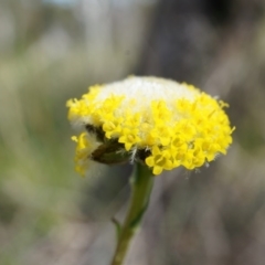 Craspedia variabilis (Common Billy Buttons) at Mount Majura - 5 Sep 2014 by AaronClausen