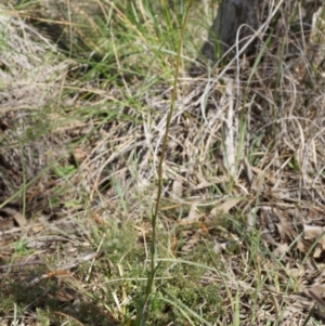 Craspedia variabilis at Canberra Central, ACT - suppressed