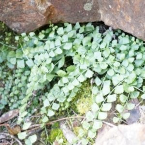 Asplenium flabellifolium at Canberra Central, ACT - 5 Sep 2014