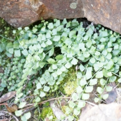 Asplenium flabellifolium (Necklace Fern) at Mount Majura - 5 Sep 2014 by AaronClausen