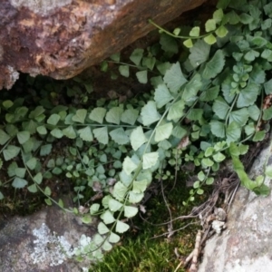 Asplenium flabellifolium at Canberra Central, ACT - 5 Sep 2014