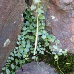 Asplenium flabellifolium at Canberra Central, ACT - 5 Sep 2014