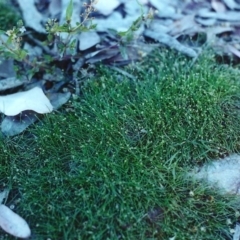 Isolepis platycarpa (Flatfruit Clubsedge) at Banks, ACT - 23 Dec 2000 by michaelb