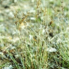 Juncus subsecundus (Finger Rush) at Conder, ACT - 9 Nov 1999 by michaelb