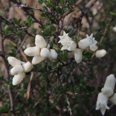 Cryptandra amara (Bitter Cryptandra) at Point Hut to Tharwa - 1 Sep 2014 by michaelb