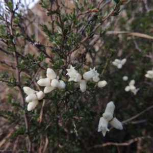 Cryptandra amara at Paddys River, ACT - 1 Sep 2014 05:59 PM