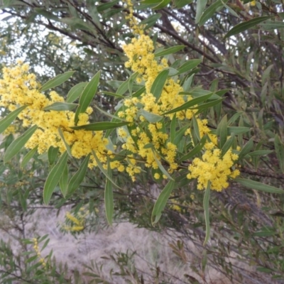 Acacia rubida (Red-stemmed Wattle, Red-leaved Wattle) at Pine Island to Point Hut - 1 Sep 2014 by MichaelBedingfield