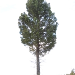 Callitris endlicheri (Black Cypress Pine) at Pine Island to Point Hut - 1 Sep 2014 by MichaelBedingfield