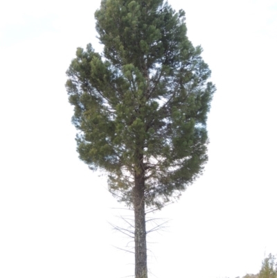 Callitris endlicheri (Black Cypress Pine) at Pine Island to Point Hut - 1 Sep 2014 by MichaelBedingfield