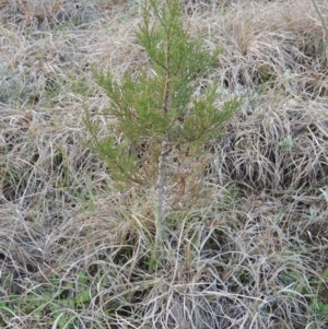 Callitris endlicheri at Pine Island to Point Hut - 1 Sep 2014