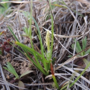 Carex breviculmis at Pine Island to Point Hut - 1 Sep 2014