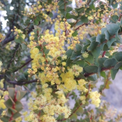 Acacia pravissima (Wedge-leaved Wattle, Ovens Wattle) at Pine Island to Point Hut - 1 Sep 2014 by MichaelBedingfield