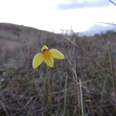 Diuris chryseopsis (Golden Moth) at Tuggeranong Hill - 6 Sep 2014 by michaelb