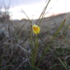 Diuris chryseopsis at Tuggeranong Hill - suppressed