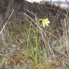 Diuris chryseopsis at Tuggeranong Hill - suppressed