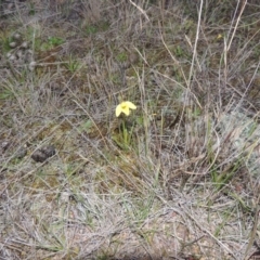 Diuris chryseopsis at Tuggeranong Hill - suppressed
