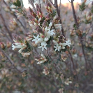 Brachyloma daphnoides at Tuggeranong Hill - 6 Sep 2014