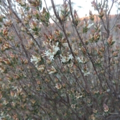 Brachyloma daphnoides at Tuggeranong Hill - 6 Sep 2014