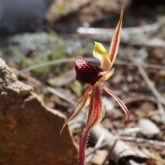 Caladenia actensis (Canberra Spider Orchid) at Hackett, ACT - 7 Sep 2014 by AaronClausen