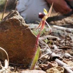 Caladenia actensis at suppressed - 7 Sep 2014