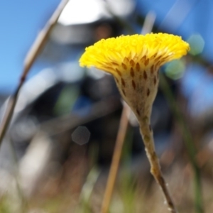 Leptorhynchos squamatus at Gungahlin, ACT - 7 Sep 2014