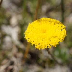 Leptorhynchos squamatus at Gungahlin, ACT - 7 Sep 2014