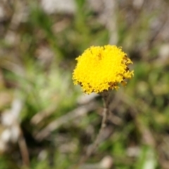 Leptorhynchos squamatus at Gungahlin, ACT - 7 Sep 2014