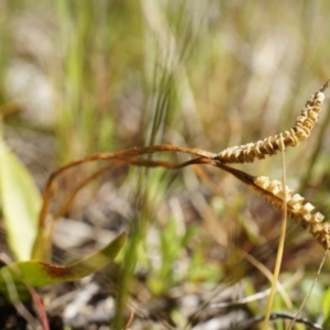 Ophioglossum lusitanicum at Gungahlin, ACT - 7 Sep 2014