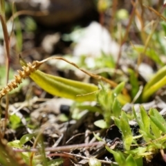 Ophioglossum lusitanicum at Gungahlin, ACT - 7 Sep 2014 12:03 PM