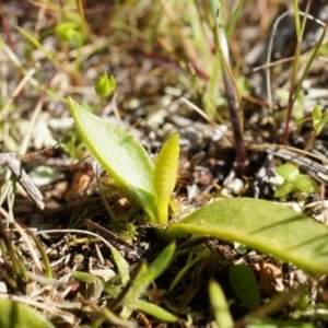 Ophioglossum lusitanicum at Gungahlin, ACT - 7 Sep 2014