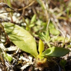 Ophioglossum lusitanicum at Gungahlin, ACT - 7 Sep 2014 12:03 PM