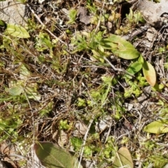 Ophioglossum lusitanicum at Gungahlin, ACT - 7 Sep 2014