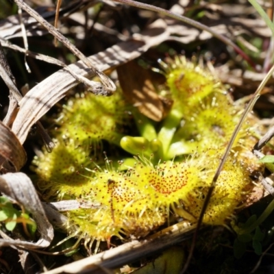 Drosera (genus) (A Sundew) at Goorooyarroo NR (ACT) - 7 Sep 2014 by AaronClausen