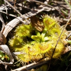 Drosera sp. (A Sundew) at Goorooyarroo NR (ACT) - 7 Sep 2014 by AaronClausen