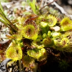 Drosera (genus) (A Sundew) at Gungahlin, ACT - 7 Sep 2014 by AaronClausen