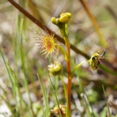 Drosera (genus) (A Sundew) at Goorooyarroo NR (ACT) - 7 Sep 2014 by AaronClausen