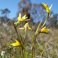 Diuris chryseopsis (Golden Moth) at Gungahlin, ACT - 7 Sep 2014 by AaronClausen