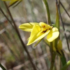 Diuris chryseopsis (Golden Moth) at Goorooyarroo NR (ACT) - 7 Sep 2014 by AaronClausen