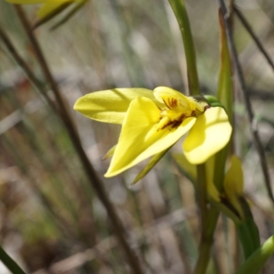 Diuris chryseopsis (Golden Moth) at Goorooyarroo NR (ACT) - 7 Sep 2014 by AaronClausen